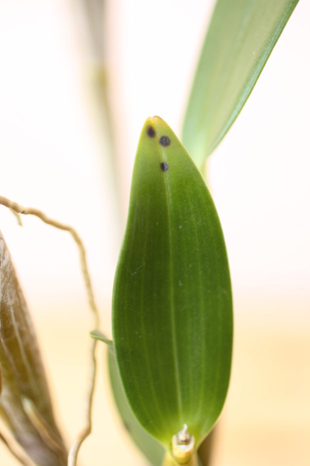 Got a Sick Orchid? How to Treat Orchid Pests and Disease Orchid Bliss