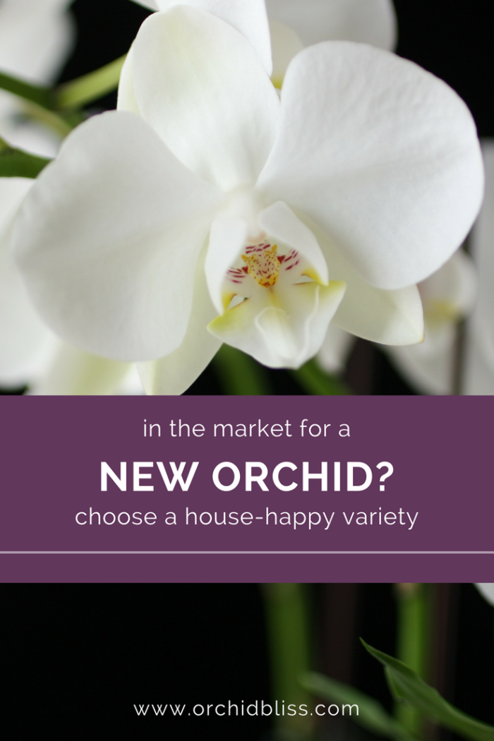 25 Easiest to Grow Orchids: A Beginner's Guide - Orchid Bliss