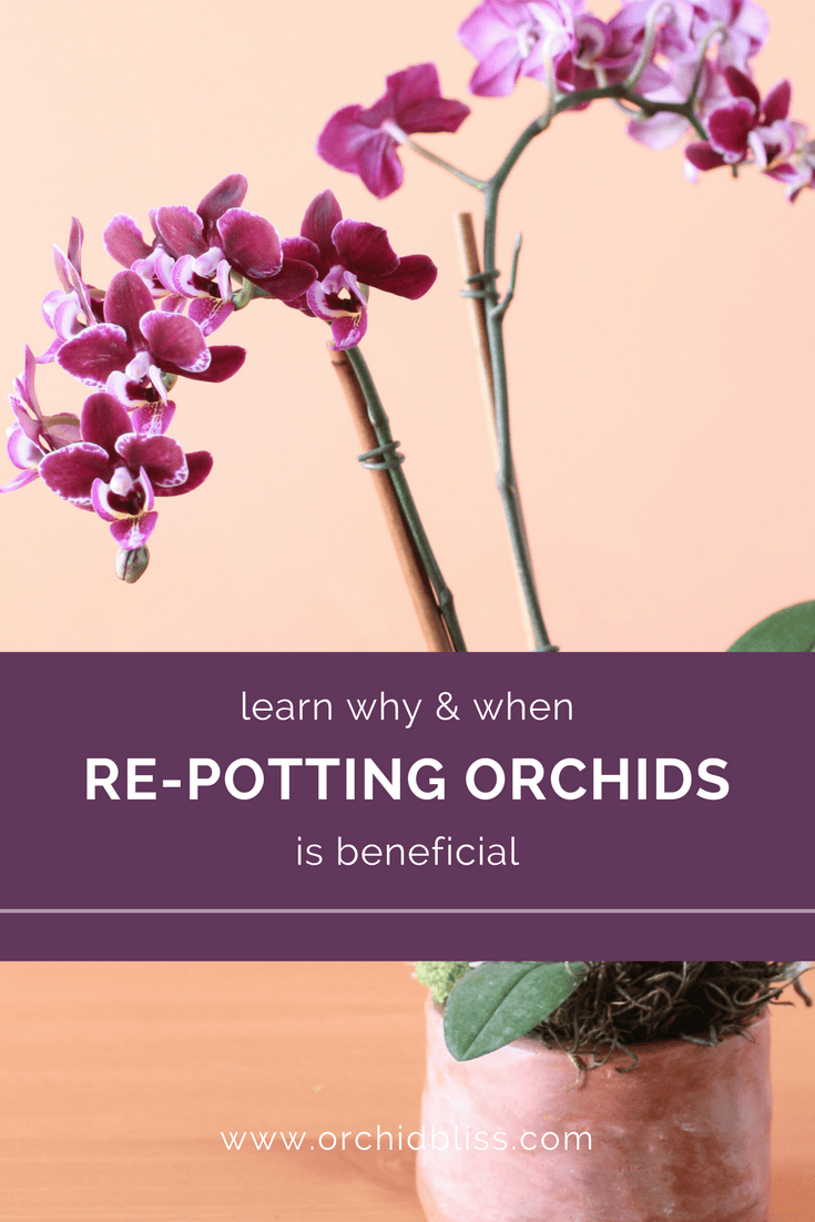Why RePot Orchids Plus 4 Clues that Tell You When to RePot Orchids