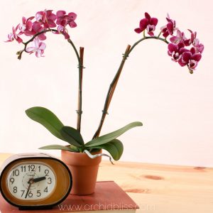 Why Re-Pot Orchids - Plus 4 Clues that Tell You When to Re-Pot Orchids