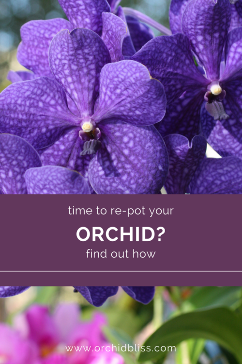 EVERYTHING YOU NEED TO KNOW TO REPOT AN ORCHID