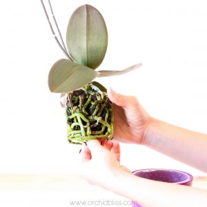 How to Repot Orchids to Keep Them Healthy and Happy