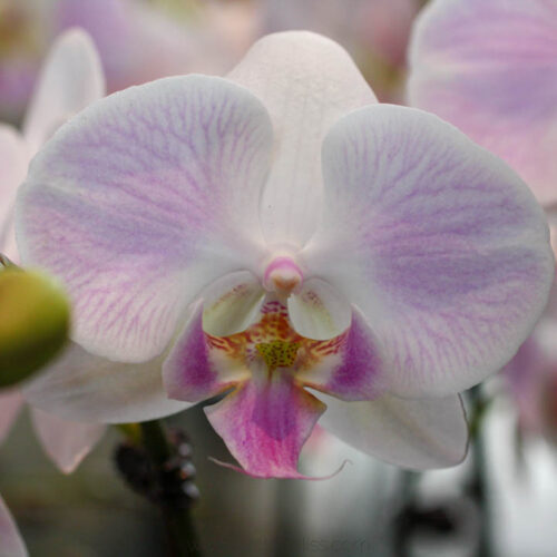 EVERYTHING YOU NEED TO KNOW TO REPOT AN ORCHID