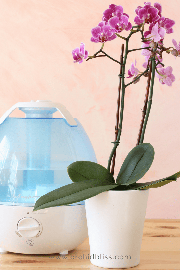 4 Quick Steps to Increase Humidity and Add Airflow for Orchids