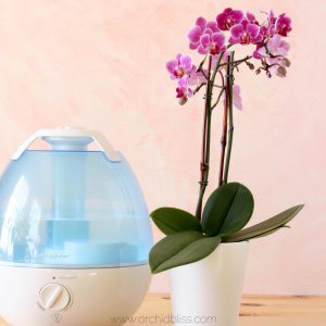 humidity for orchids