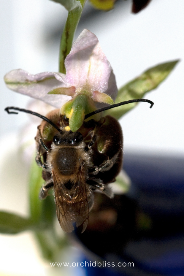 How Orchids Attract Pollinators Masters of Deception Orchid Bliss