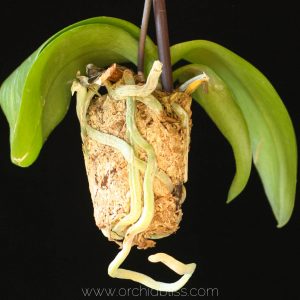 The Complete Guide to Mounted Orchids - Orchid Bliss