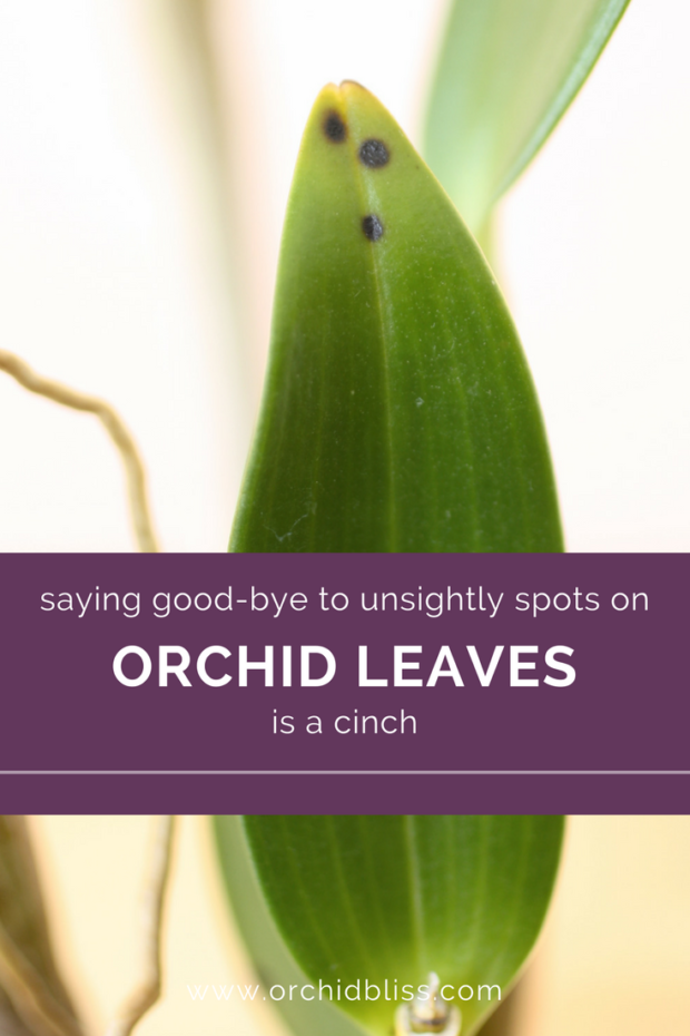 Got A Sick Orchid How To Identify And Treat Orchid Pests And Disease