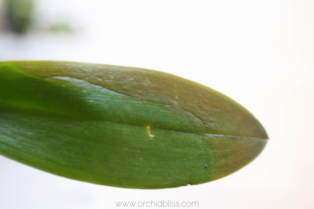 orchid leaf sunburn - prevent and identify, treat orchid pests and disease