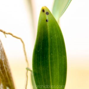 black spots on orchid flowers