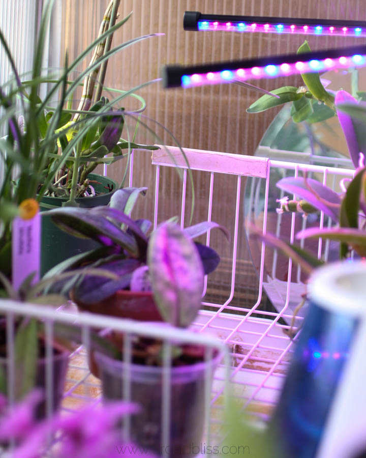 How to Give Your Orchids the Right Light and Watch Them Bloom