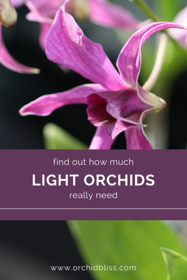 Thank-You-now-I-know-just-where-to-put-my-orchid - Give Your Orchids the Right Light