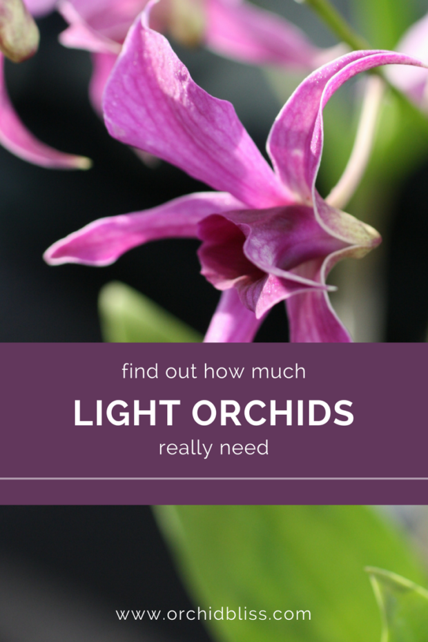 How to Give Your Orchids the Right Light and Watch Them Bloom