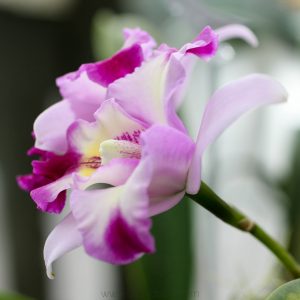 light - orchids