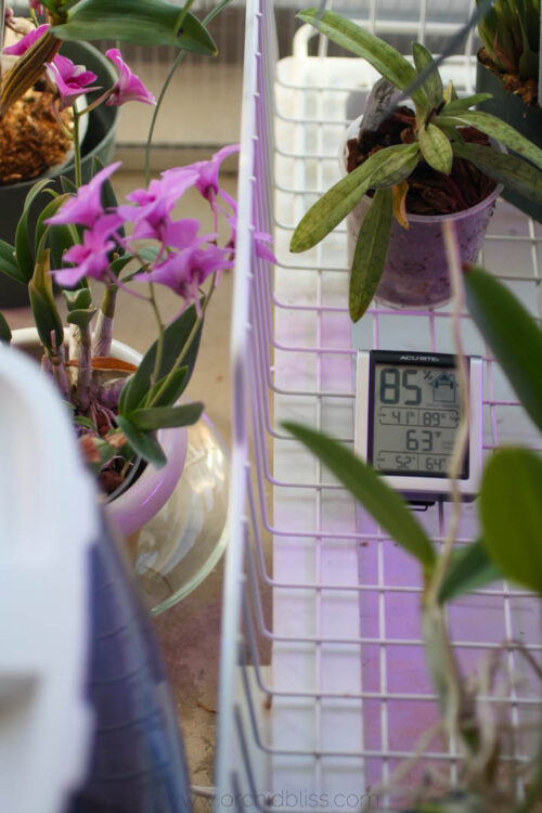 orchids-and-temperature-a-detailed-guide-for-your-orchids-orchid-bliss