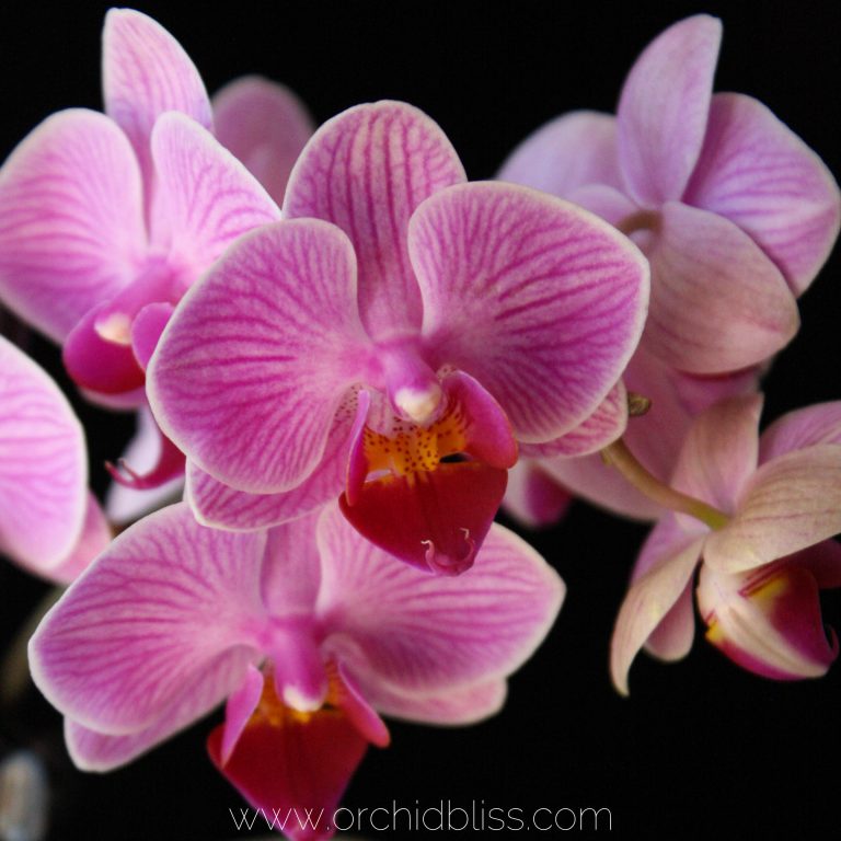 Mini Orchids: Though She Be But Little…
