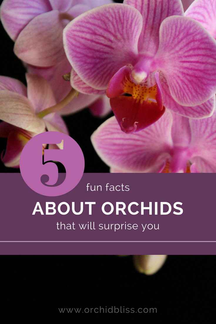 Orchid Facts Orchids Are More Than Just a Pretty Face Orchid Bliss
