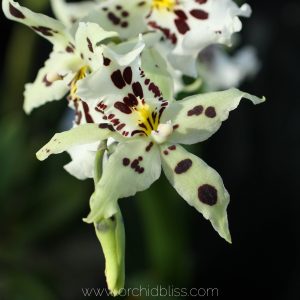 orchid fun facts