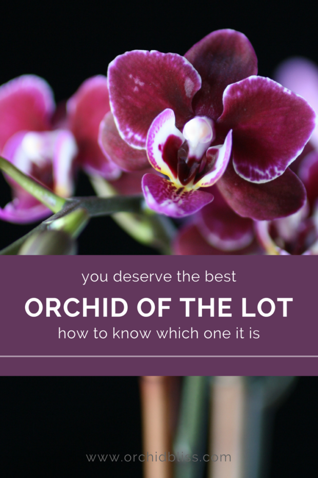 Tips on choosing an orchid. How to get the best orchid of the lot.