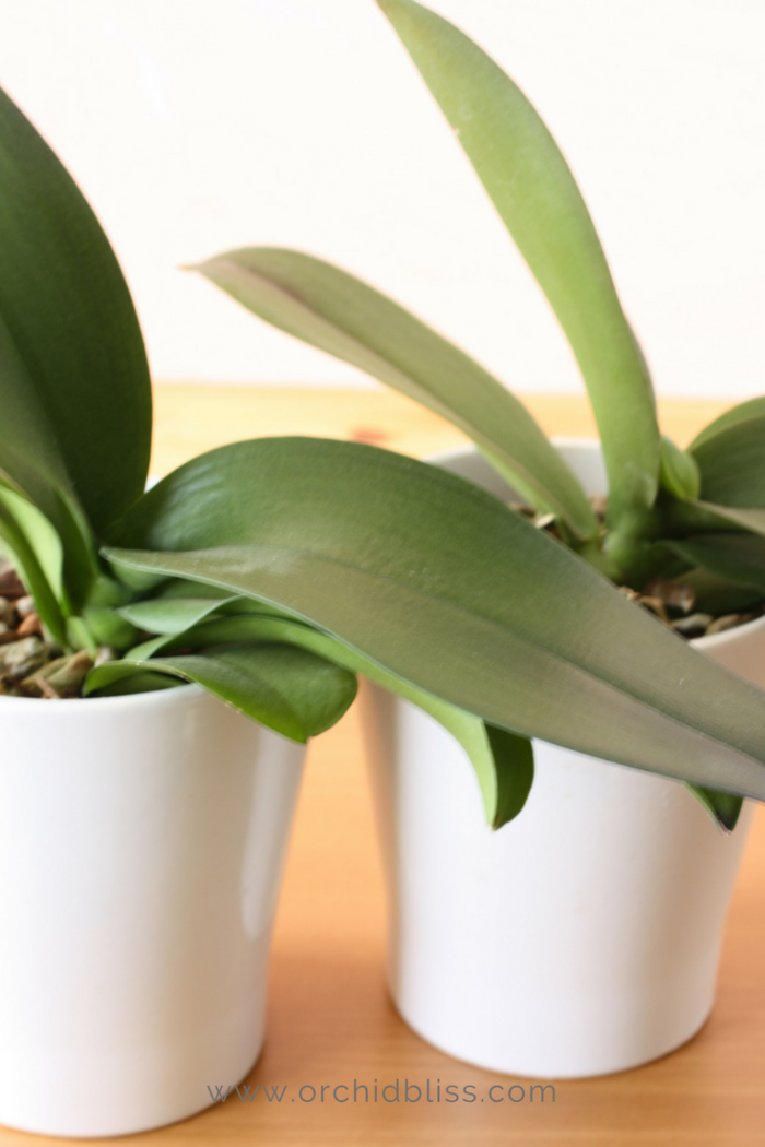 Learn How to ReBloom Orchids StepbyStep Orchid Bliss