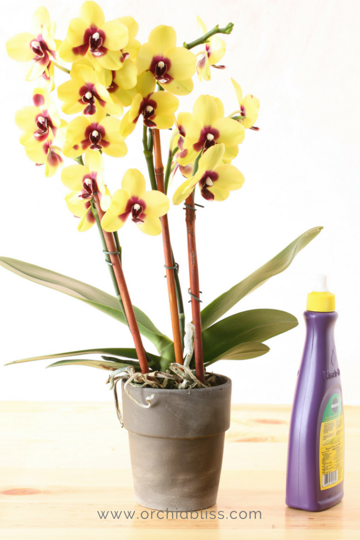 Learn How To ReBloom Orchids Step-by-Step - Orchid Bliss