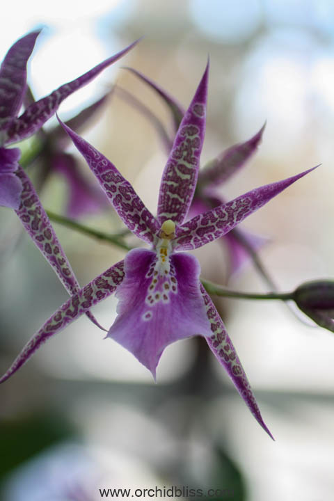 22 Best Types of Orchids - Orchid Care Guide