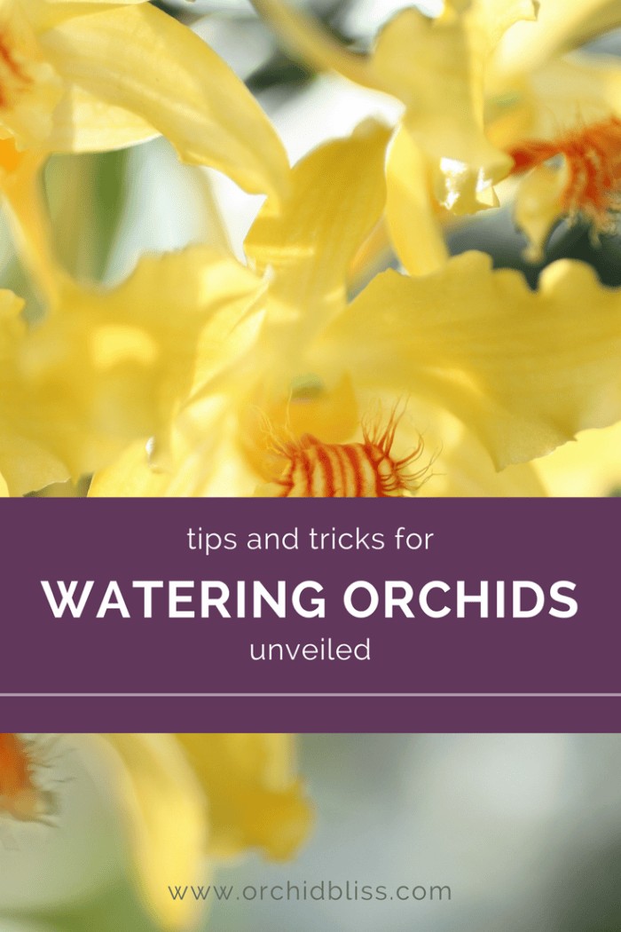 How to Properly Water Your Orchids No More Guesswork Orchid Bliss