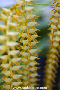 Dendrochilum - perfect beginner orchid