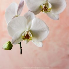 Love Orchids