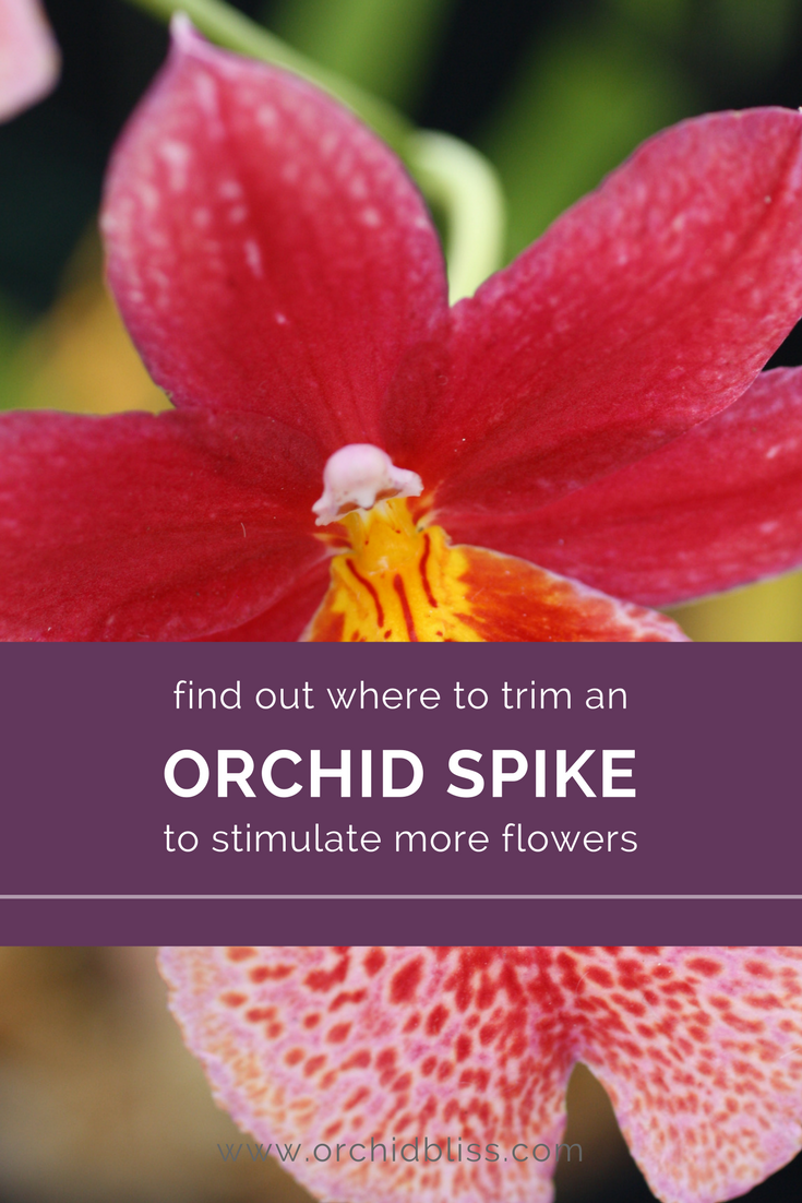 Where to Cut the Orchid Flower Spike for More Flowers - Orchid Bliss