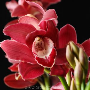 ReBloom Orchids