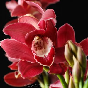 How to Encourage Orchids to Rebloom