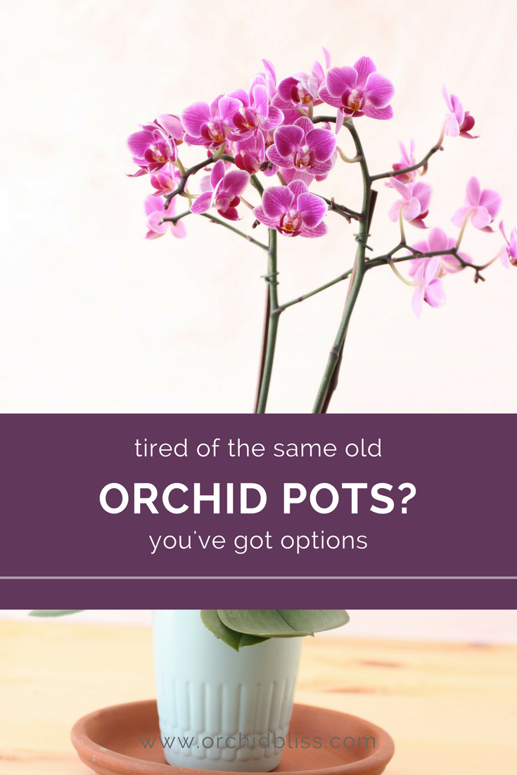 How To Repot An Orchid A Beginners Guide Orchid Bliss 