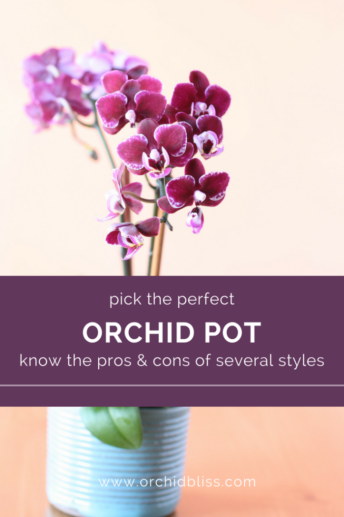 Best Orchid Pots For Healthier Plants and Prettier Displays Orchid Bliss