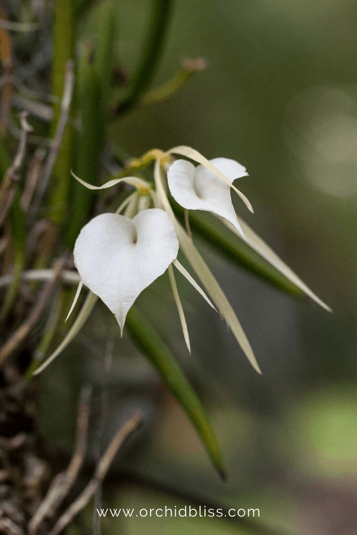 brassavola orchid - starter orchid