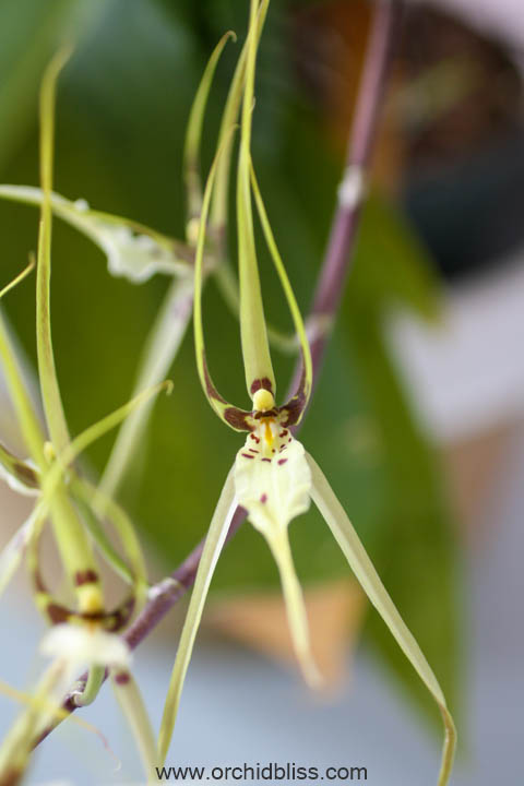 brassia - starter orchid