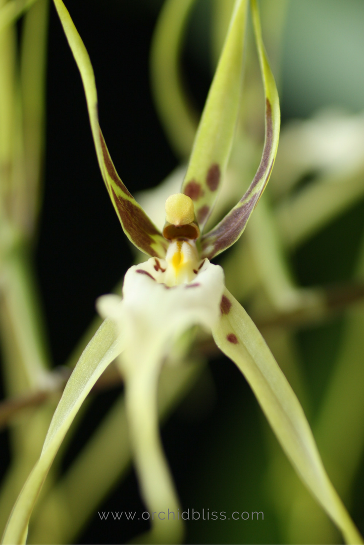 brassis-orchid-selecting-an-orchid.png