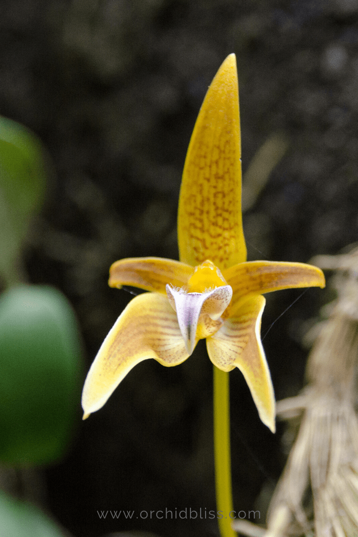 bulbophyllum - easy orchid