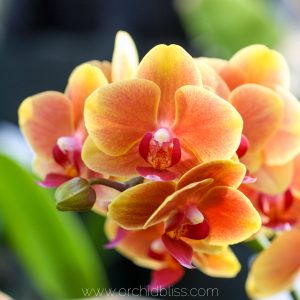 buy best orchids