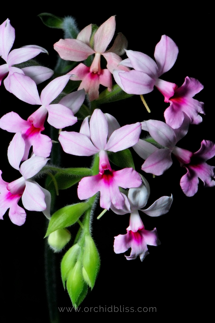 calanthe - beginner orchid