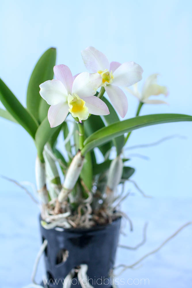 Best Orchid  Pots  For Healthier Plants  and Prettier 