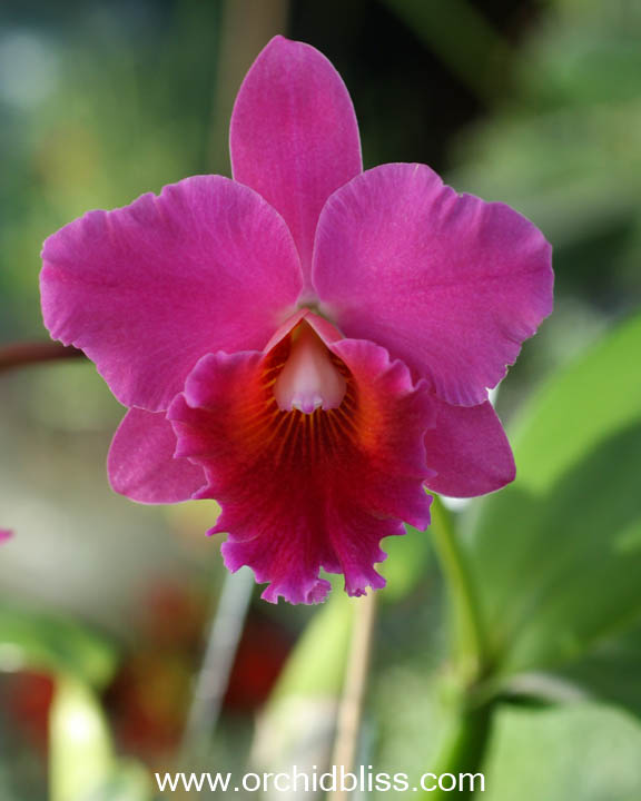cattleya - starter orchid