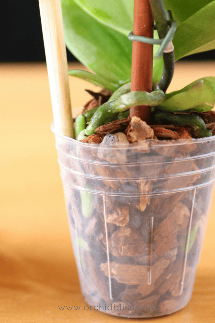 orchid care repotting