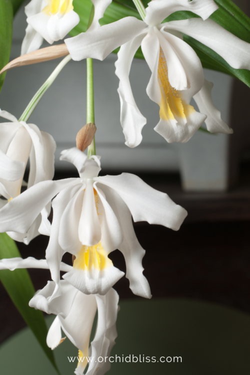 25 Easiest To Grow Orchids A Beginners Guide Orchid Bliss 