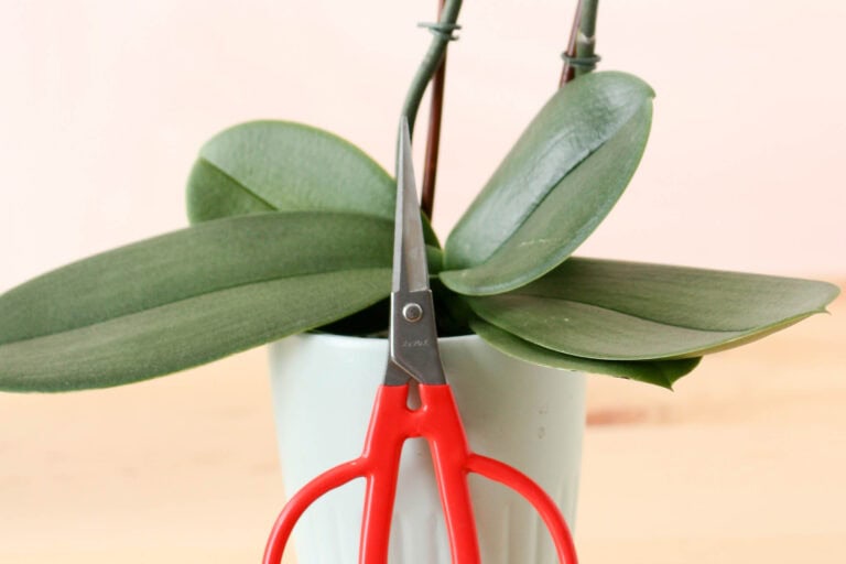 Orchids: Cutting the Spike for More Flowers