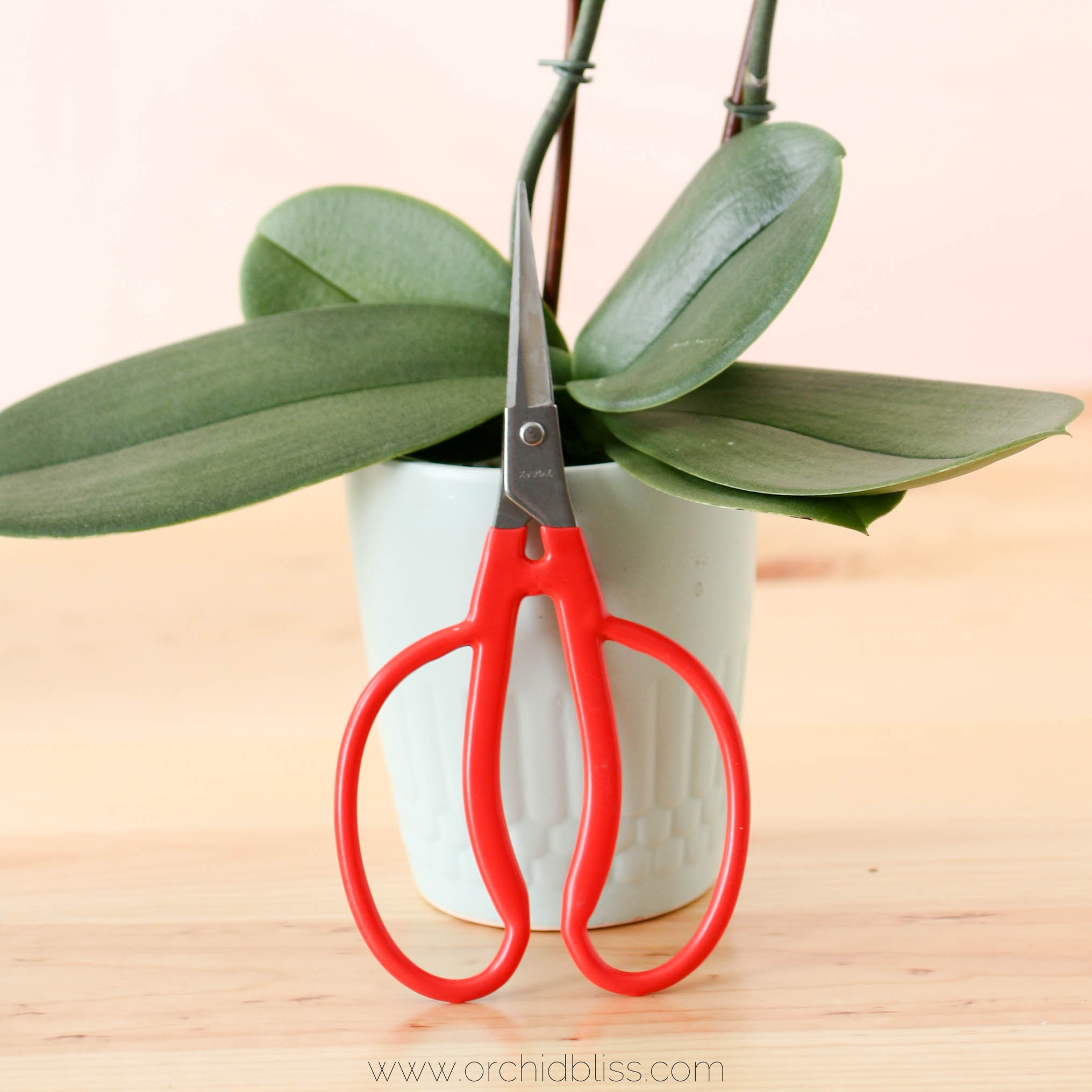 Pruning orchids deals