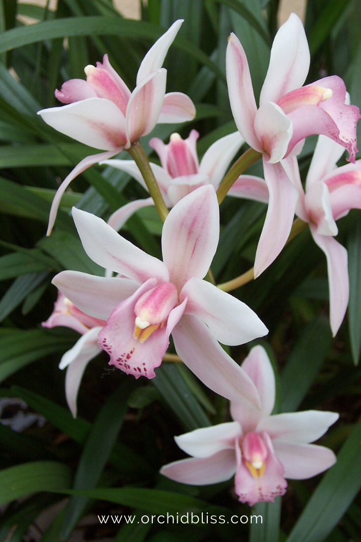 cymbidium - easy orchids