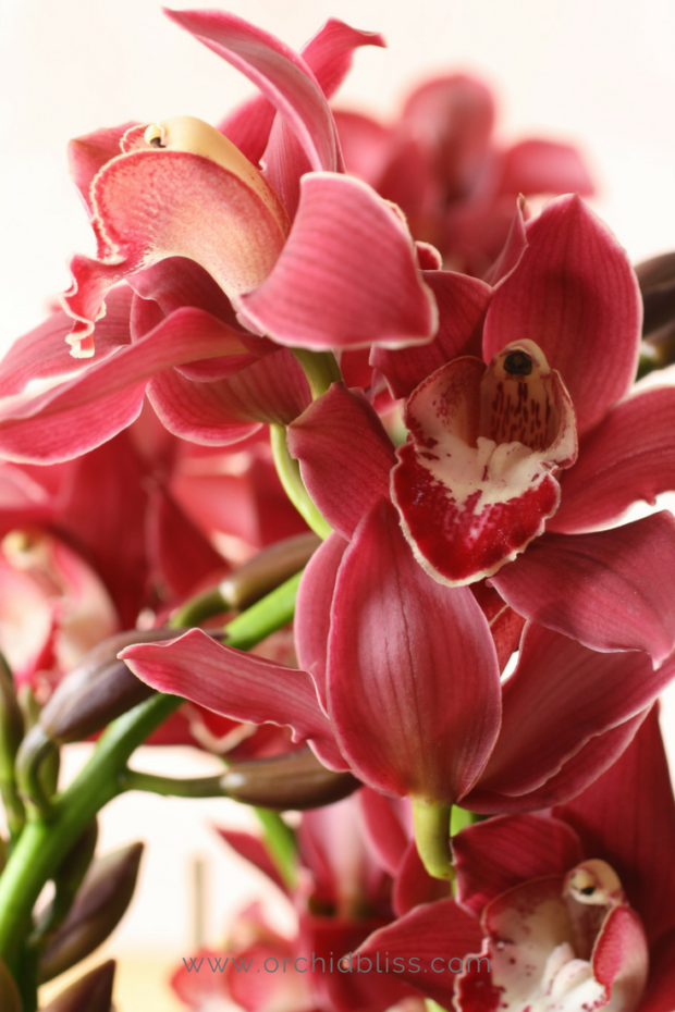 6 Easy To Grow Orchids That Will Thrive In Your Home Orchid Bliss 