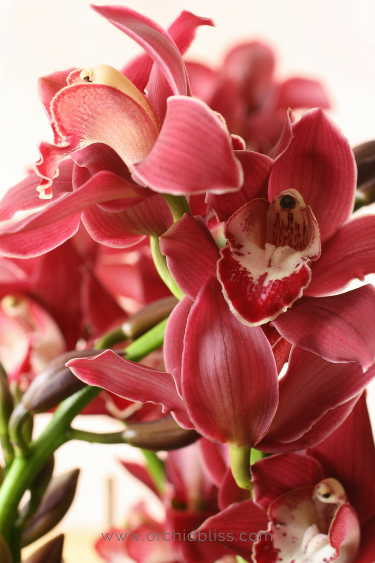 6 Easy To Grow Orchids That Will Thrive In Your Home Orchid Bliss 