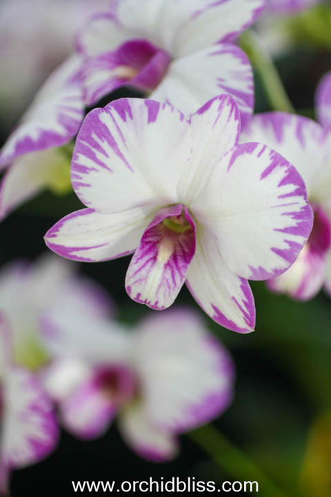 dendrobium enobi purple splash- starter orchid